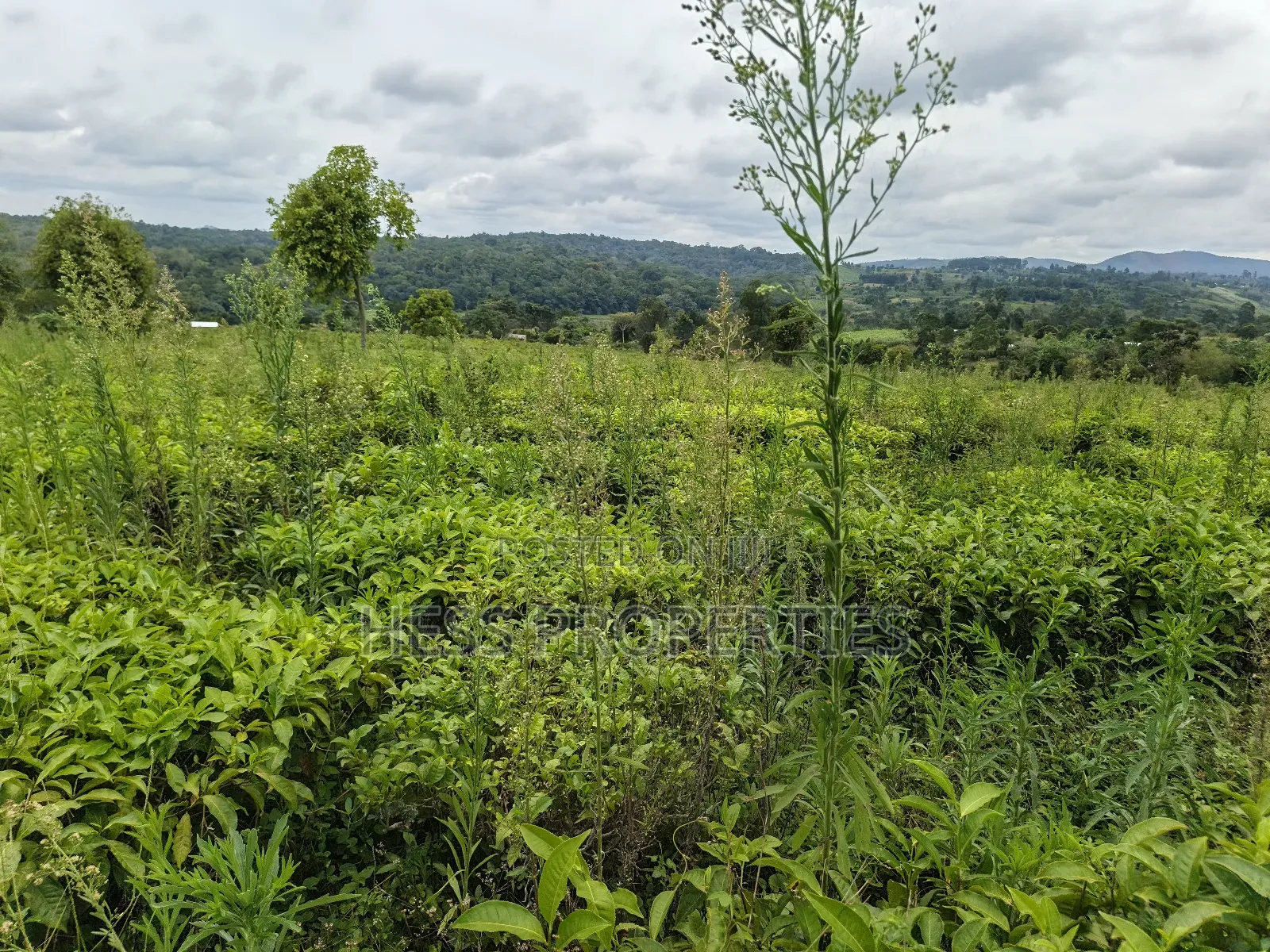 Agricultural Land on Sale Located in Kyarusozi-Kyenjojo District