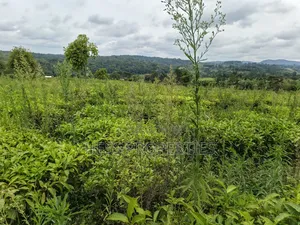 Agricultural Land on Sale Located in Kyarusozi-Kyenjojo District