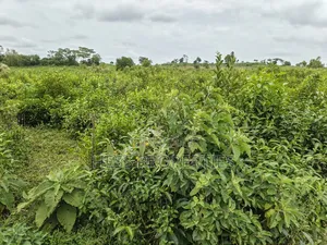 Agricultural Land on Sale Located in Kyarusozi-Kyenjojo District
