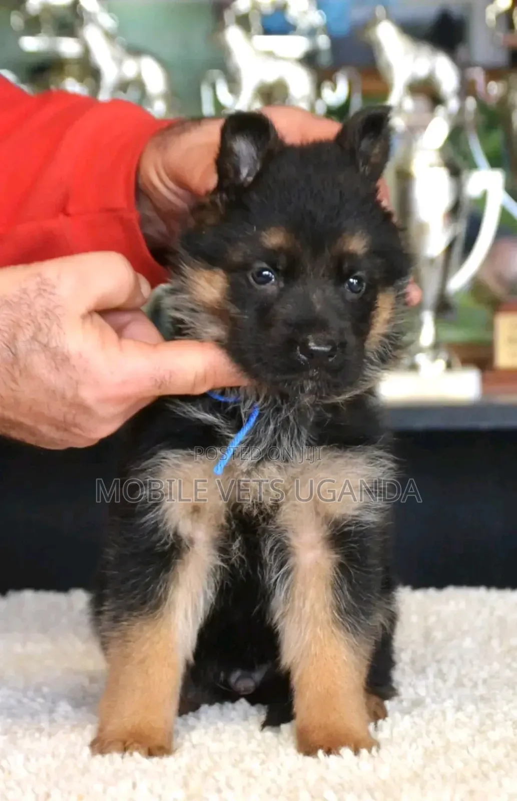 1-3 months Male Purebred German Shepherd