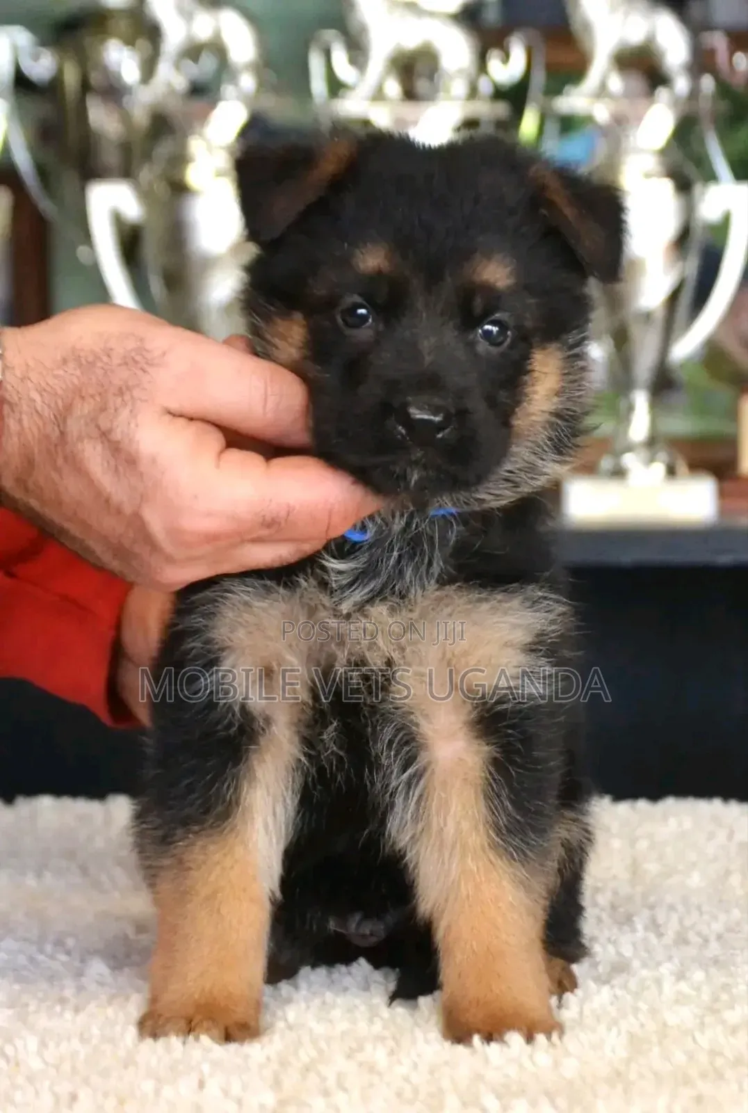 1-3 months Female Purebred German Shepherd