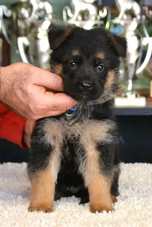 1-3 months Female Purebred German Shepherd