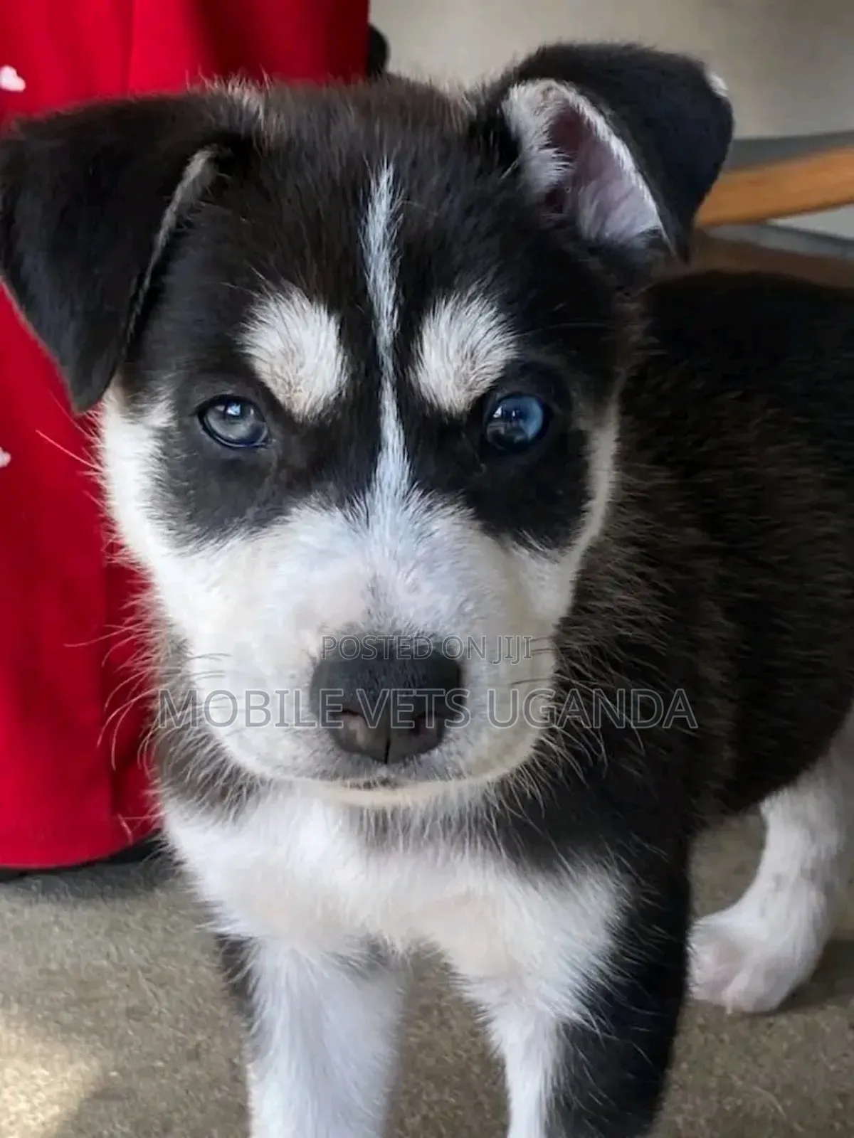 1-3 months Male Purebred Siberian Husky