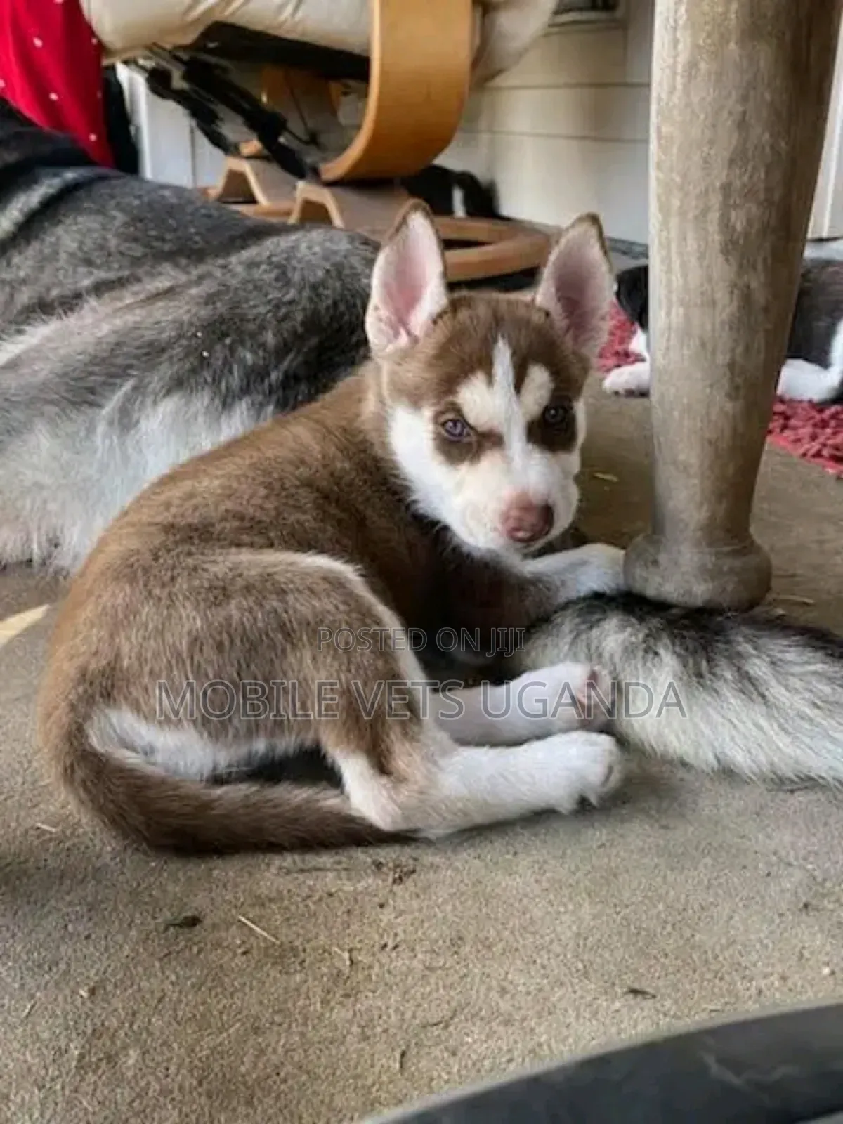 0-1 month Female Purebred Siberian Husky