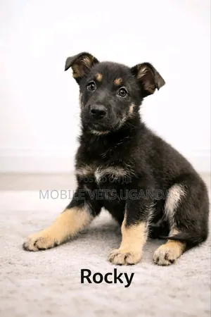 3-6 months Male Purebred German Shepherd