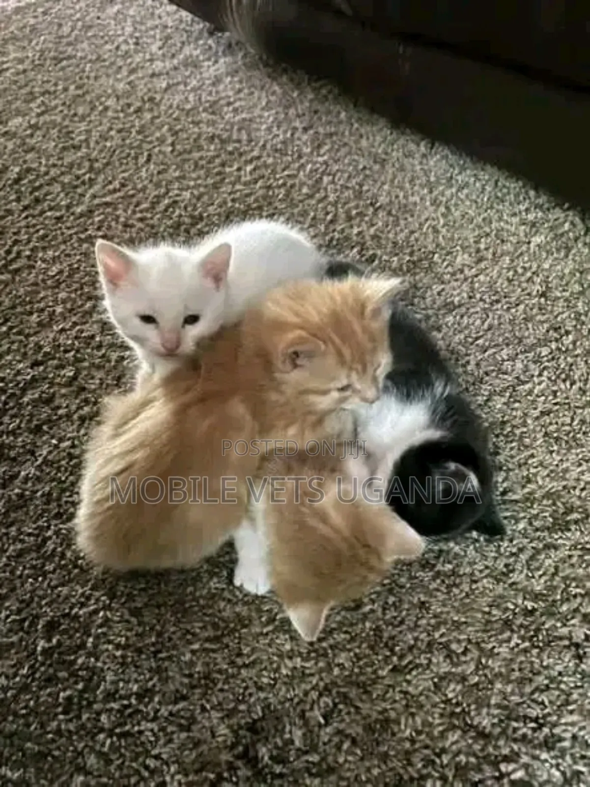 0-1 month Female Purebred American Curl