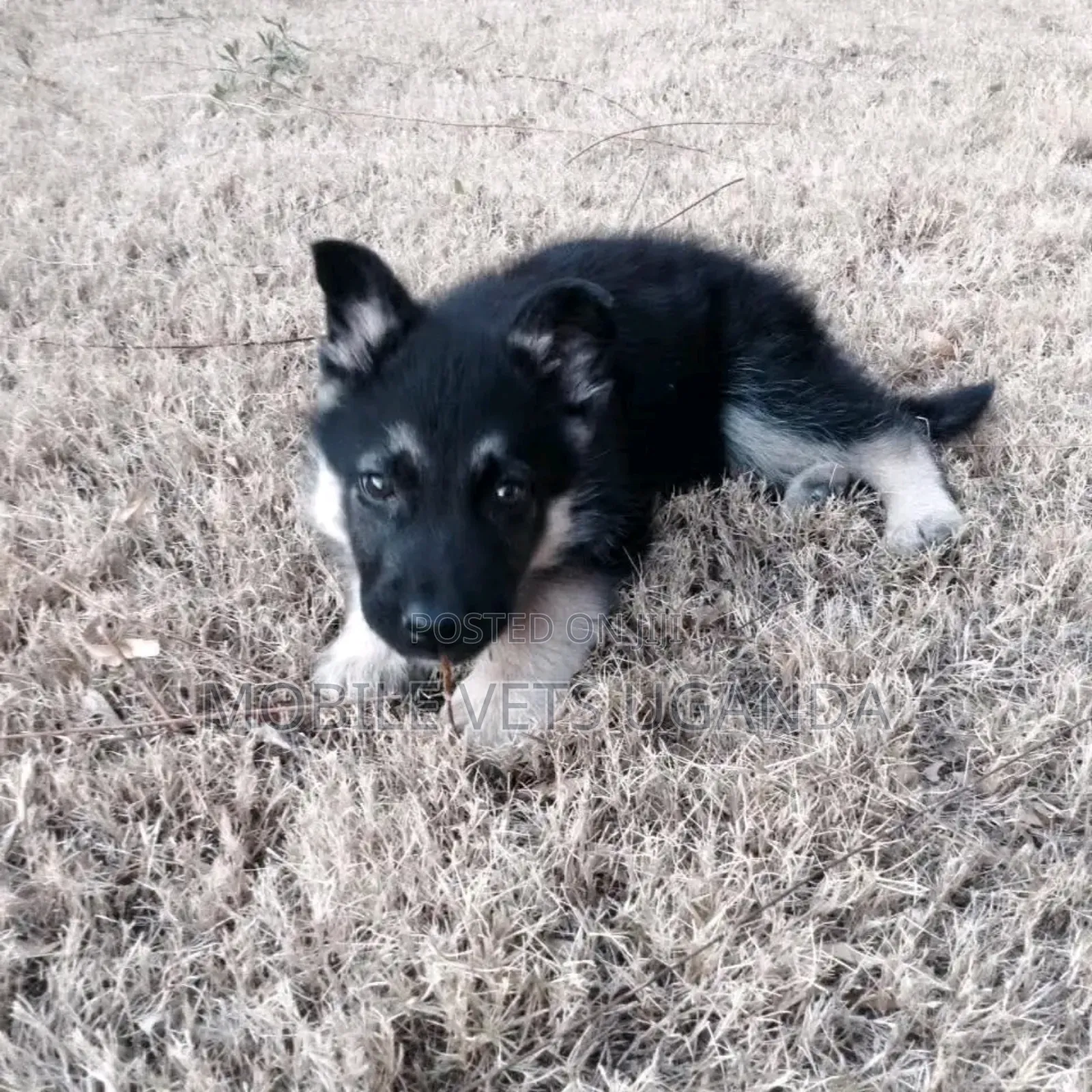 1-3 months Male Purebred German Shepherd