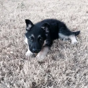 1-3 months Male Purebred German Shepherd