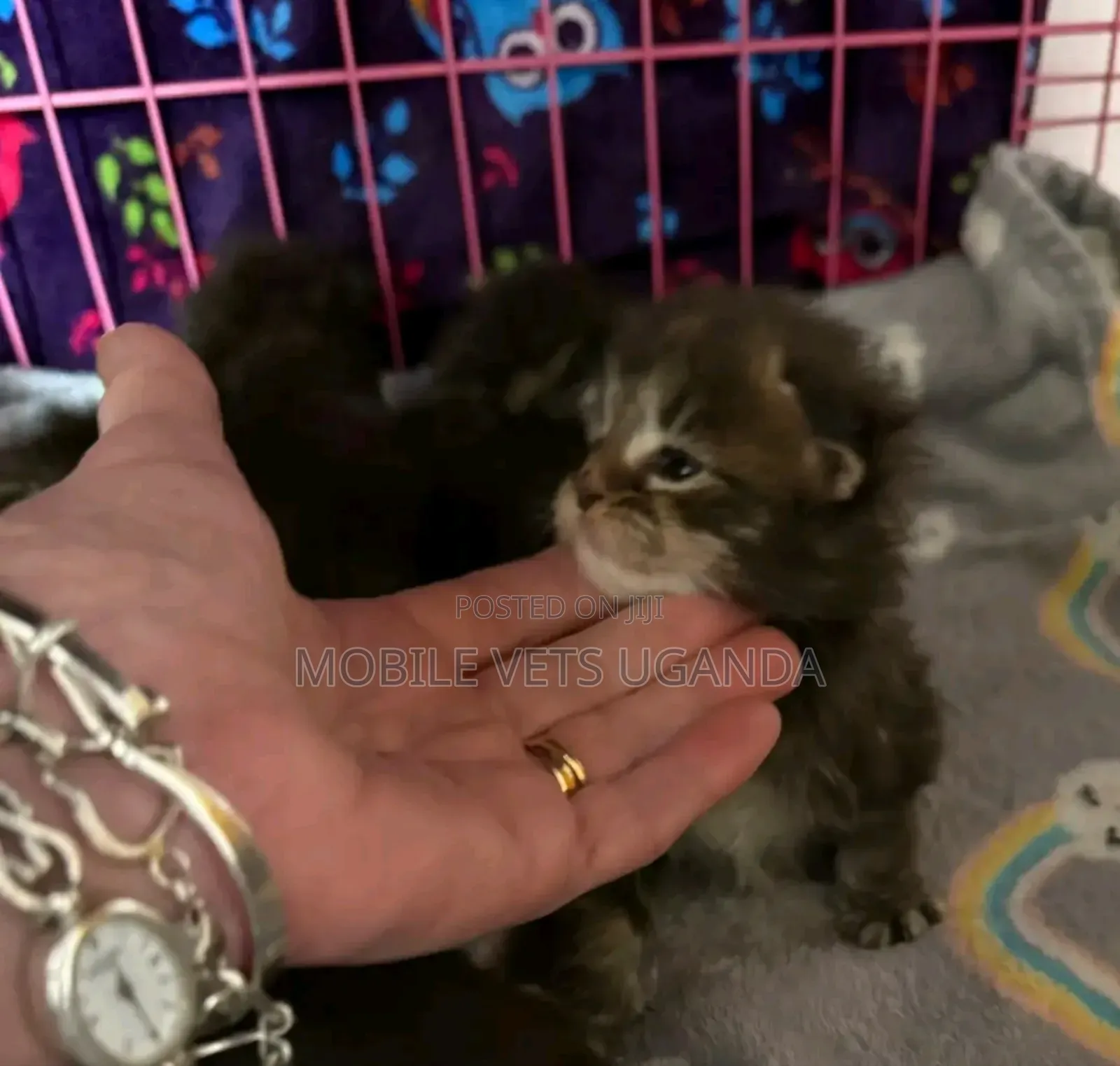 0-1 month Male Purebred Norwegian Forest