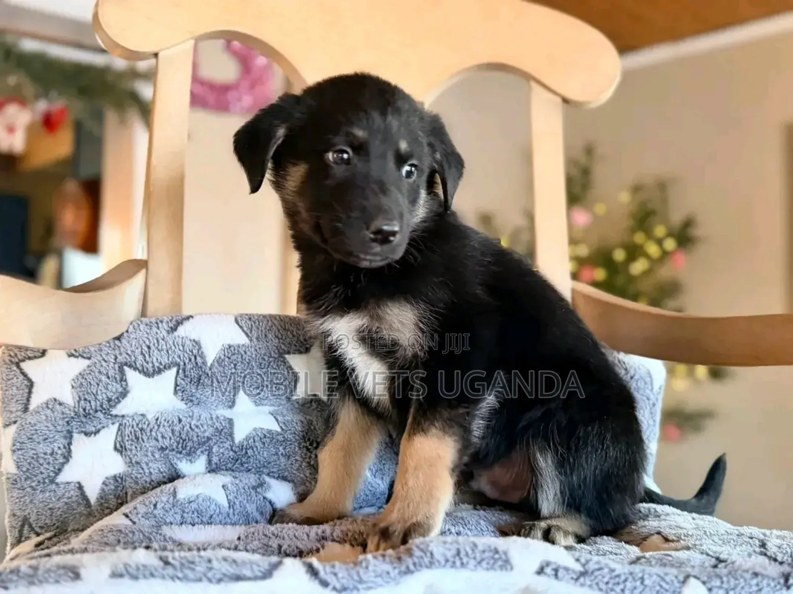 3-6 months Male Purebred German Shepherd