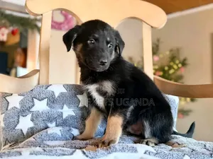 3-6 months Male Purebred German Shepherd