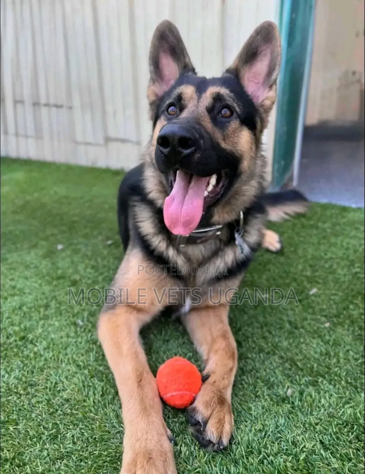6-12 months Male Purebred German Shepherd