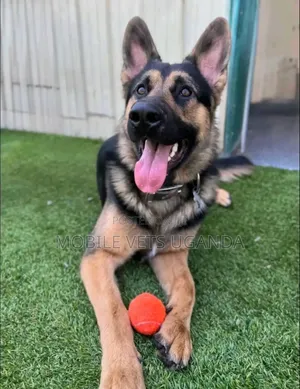 6-12 months Male Purebred German Shepherd