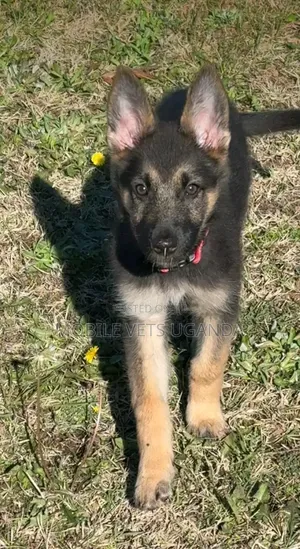 1-3 months Female Purebred German Shepherd