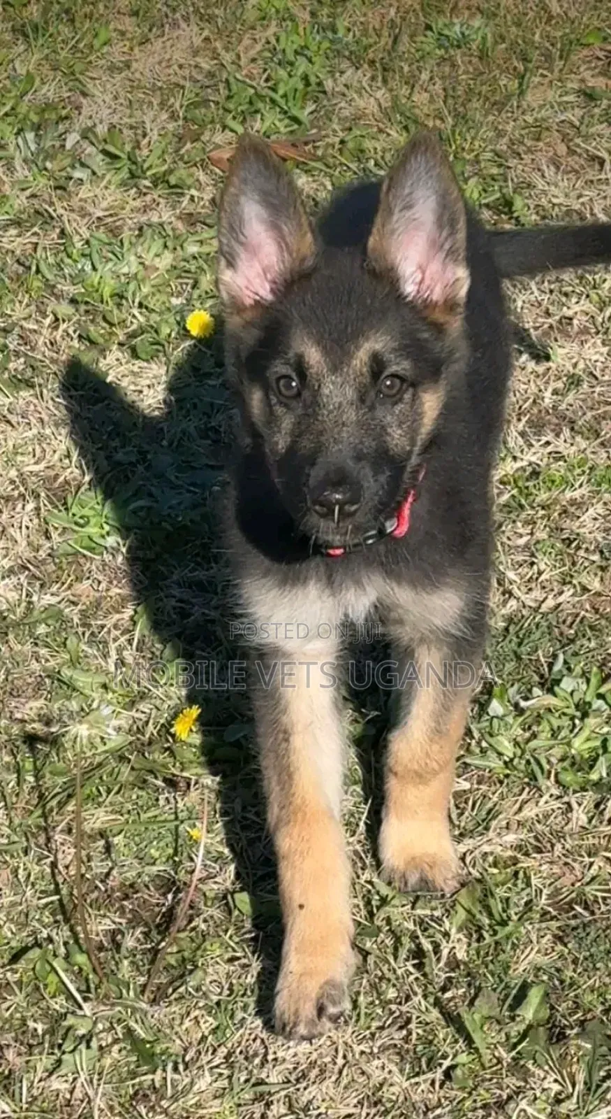 1-3 months Female Purebred German Shepherd