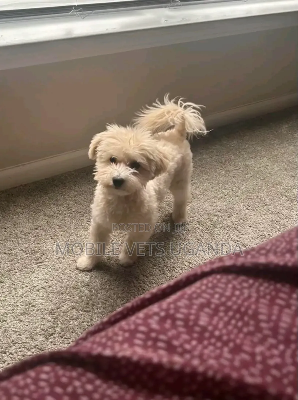 1-3 months Male Purebred Maltese