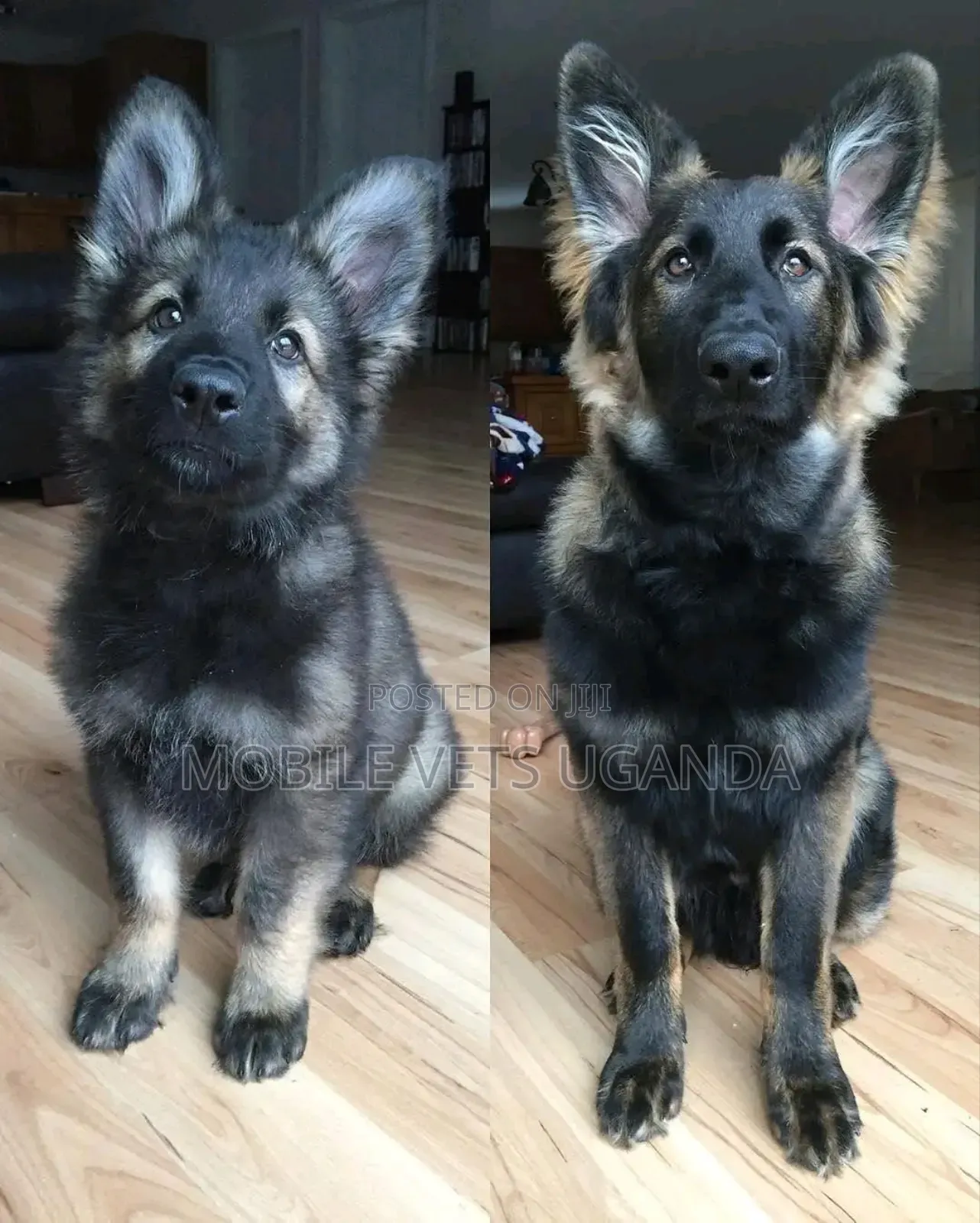 1+ year Male Purebred German Shepherd
