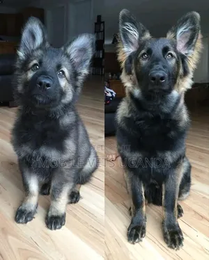 1+ year Male Purebred German Shepherd