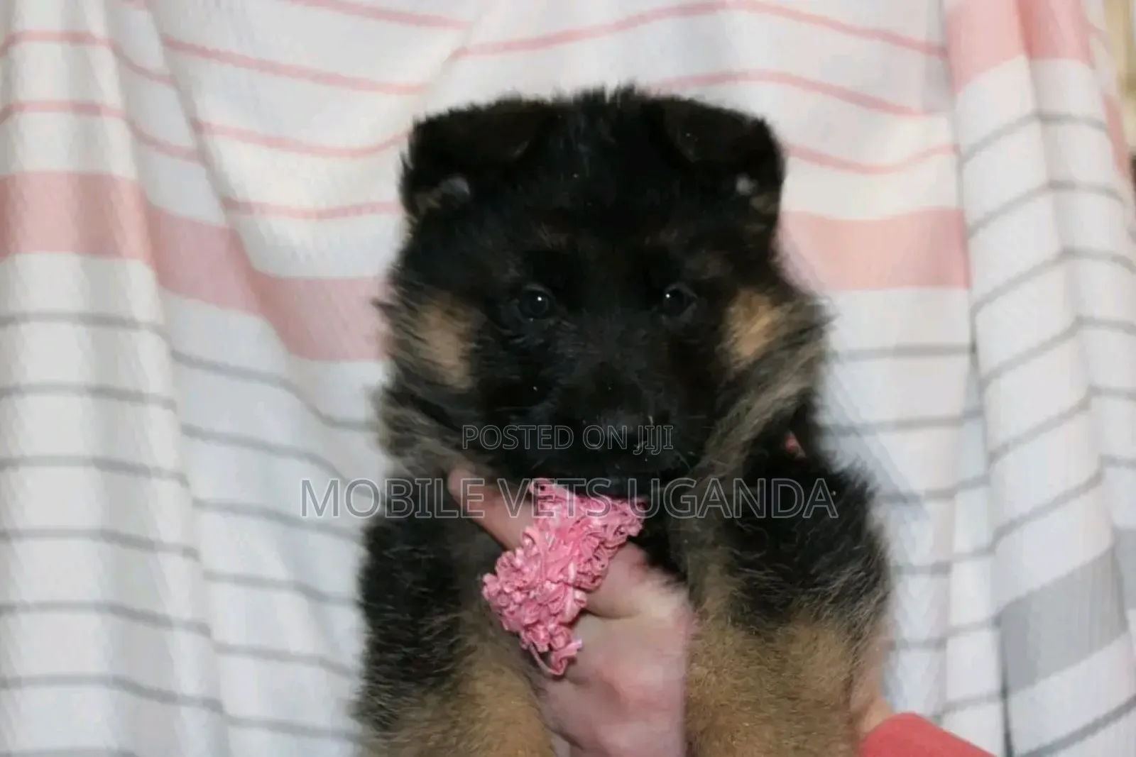 1-3 months Male Purebred German Shepherd