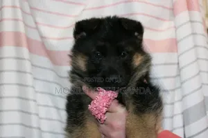 1-3 months Male Purebred German Shepherd