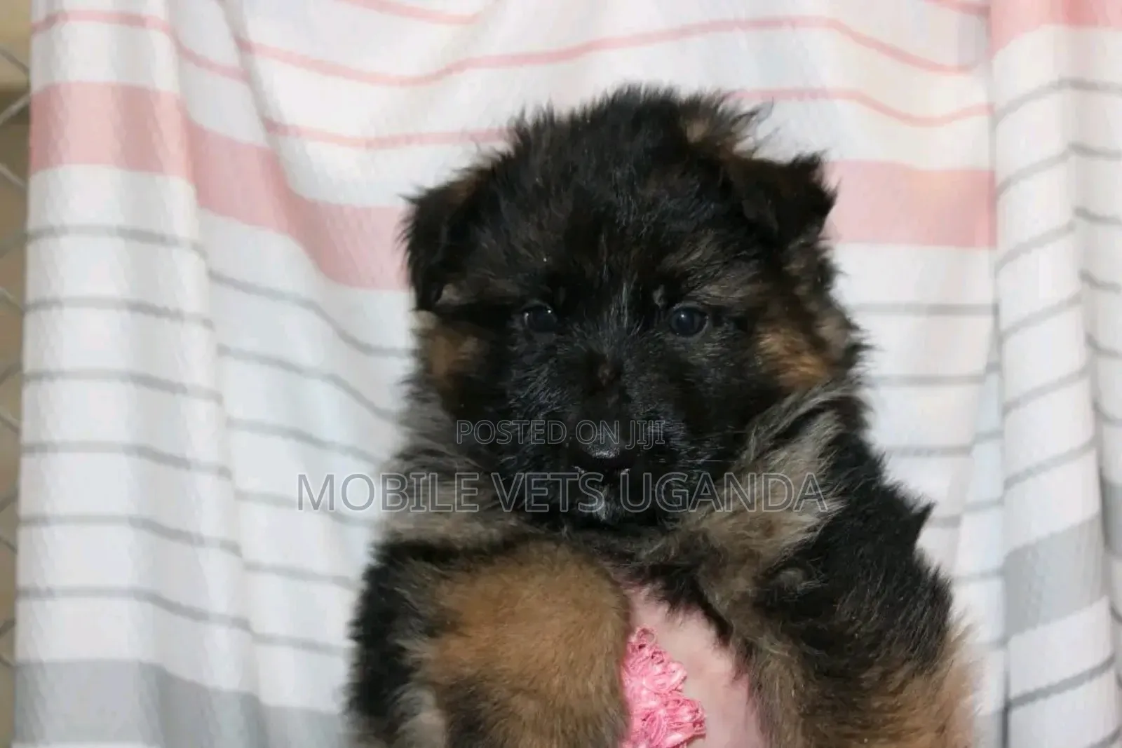 0-1 month Female Purebred German Shepherd