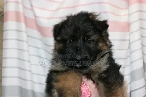 0-1 month Female Purebred German Shepherd