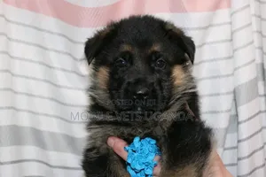 1-3 months Female Purebred German Shepherd