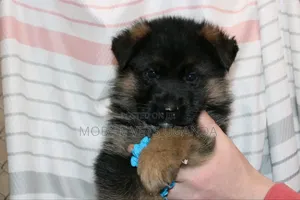 1-3 months Male Purebred German Shepherd