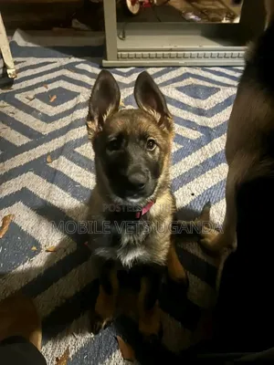 3-6 months Female Purebred German Shepherd