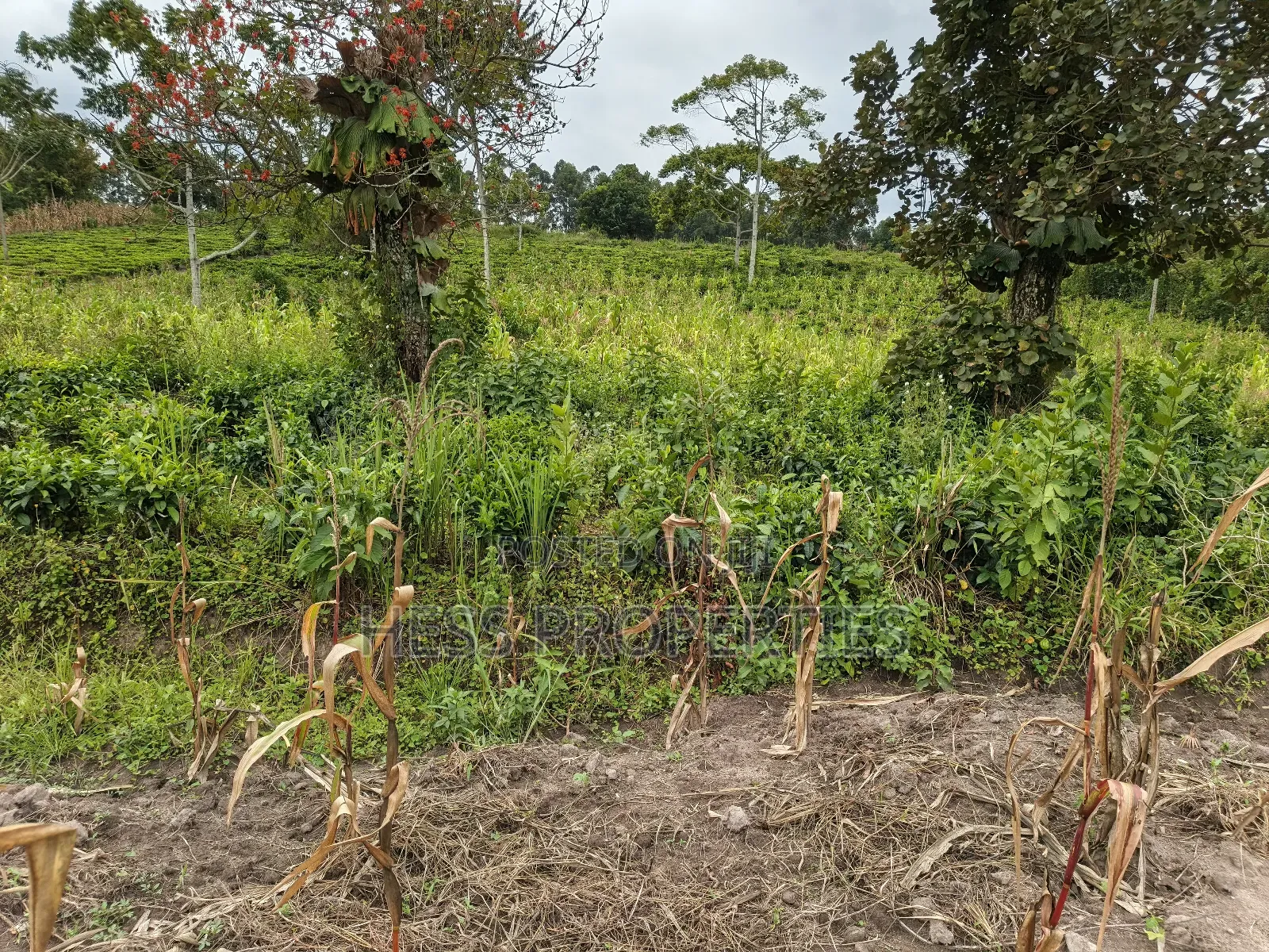 10.5acres of Land on Sale Located in Kirinda-Kyarusozi