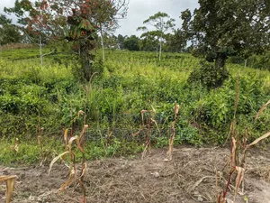 10.5acres of Land on Sale Located in Kirinda-Kyarusozi