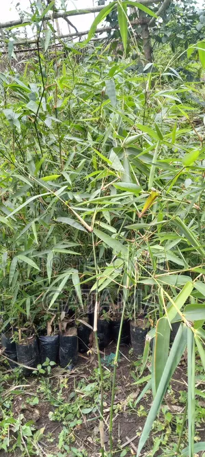 Bamboo Seedlings