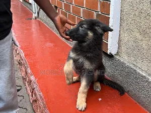 1-3 months Female Purebred German Shepherd