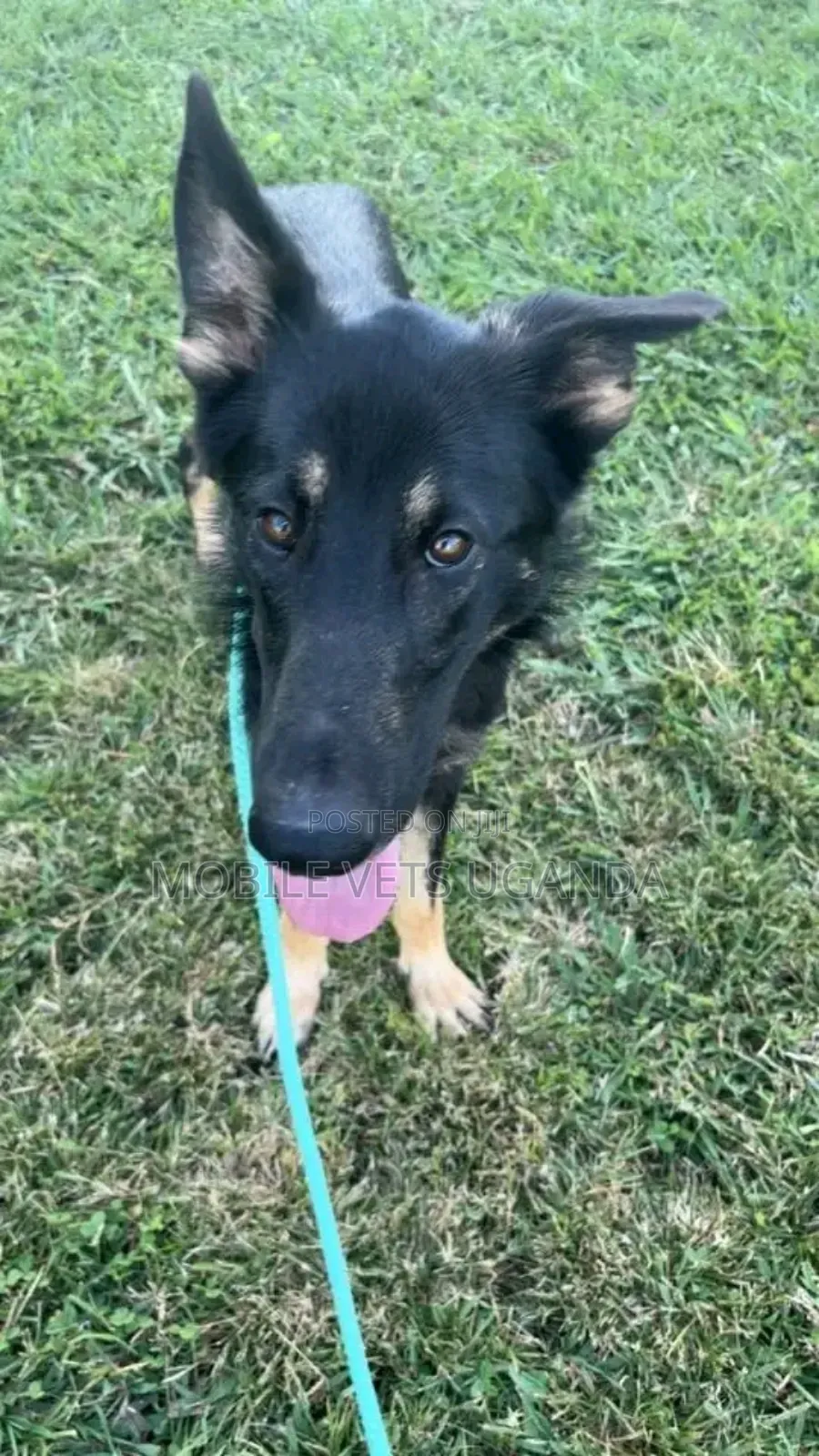 6-12 months Female Purebred German Shepherd