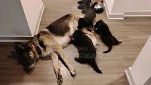 0-1 month Female Purebred German Shepherd