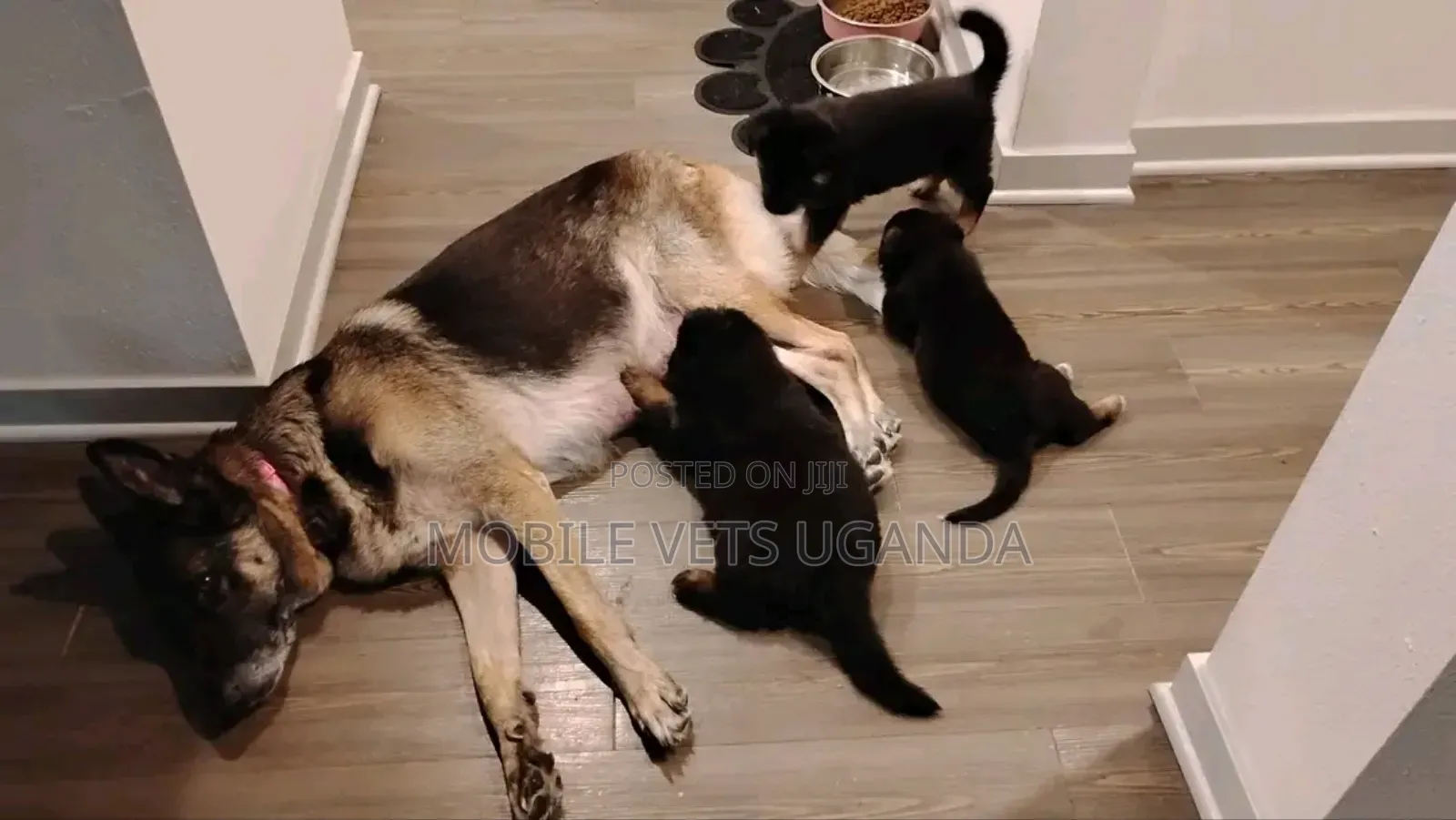 0-1 month Male Purebred German Shepherd