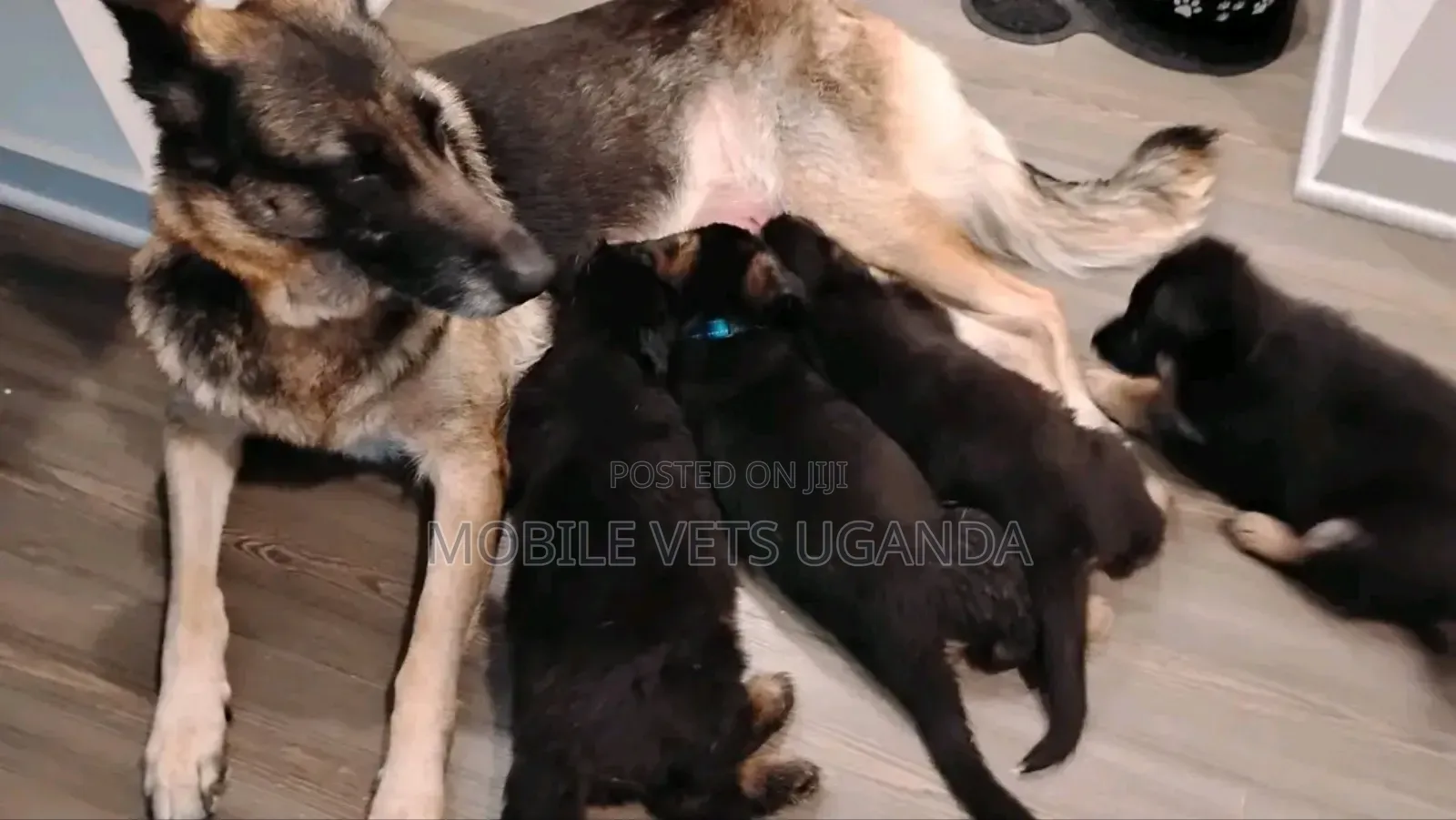 1-3 months Male Purebred German Shepherd