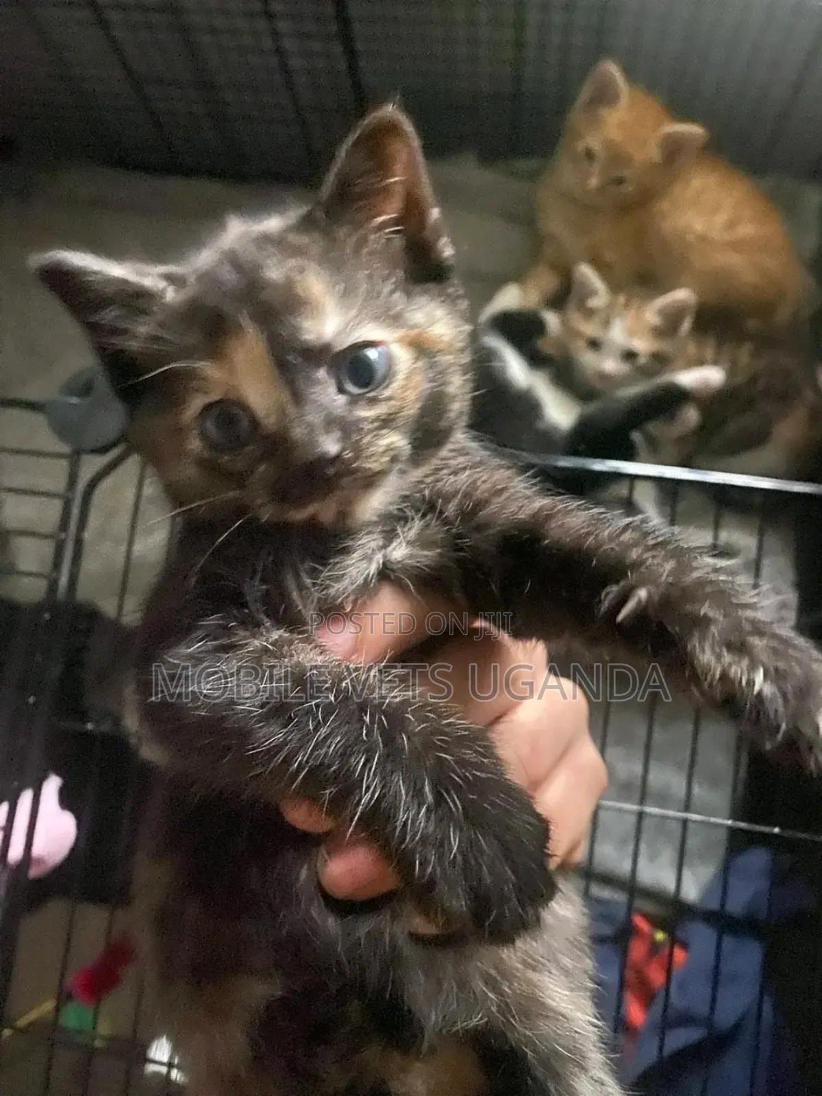 0-1 month Female Purebred Burmese