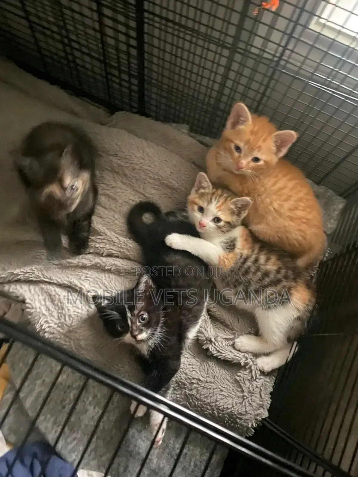0-1 month Female Purebred Singapura