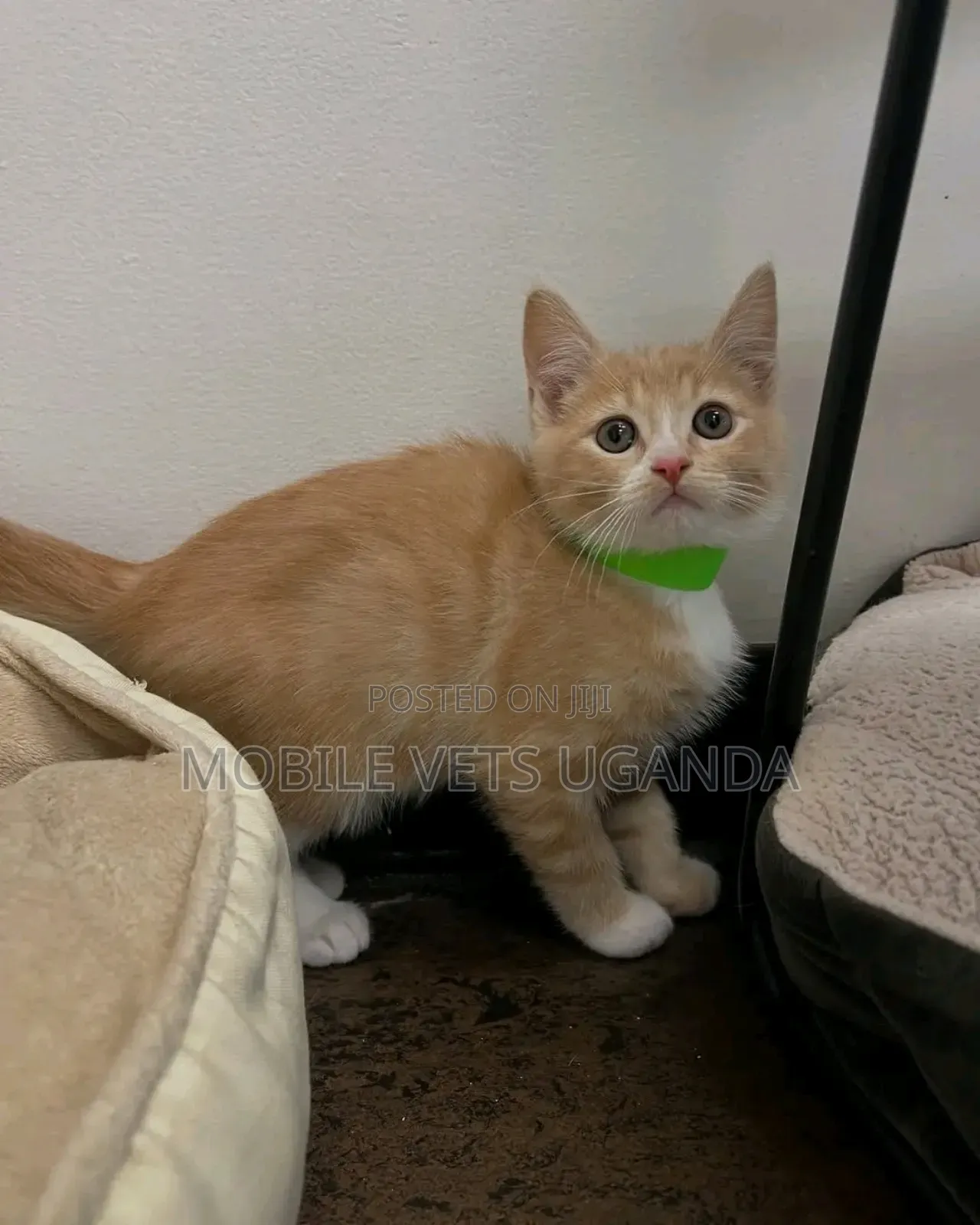 3-6 months Male Purebred American Shorthair