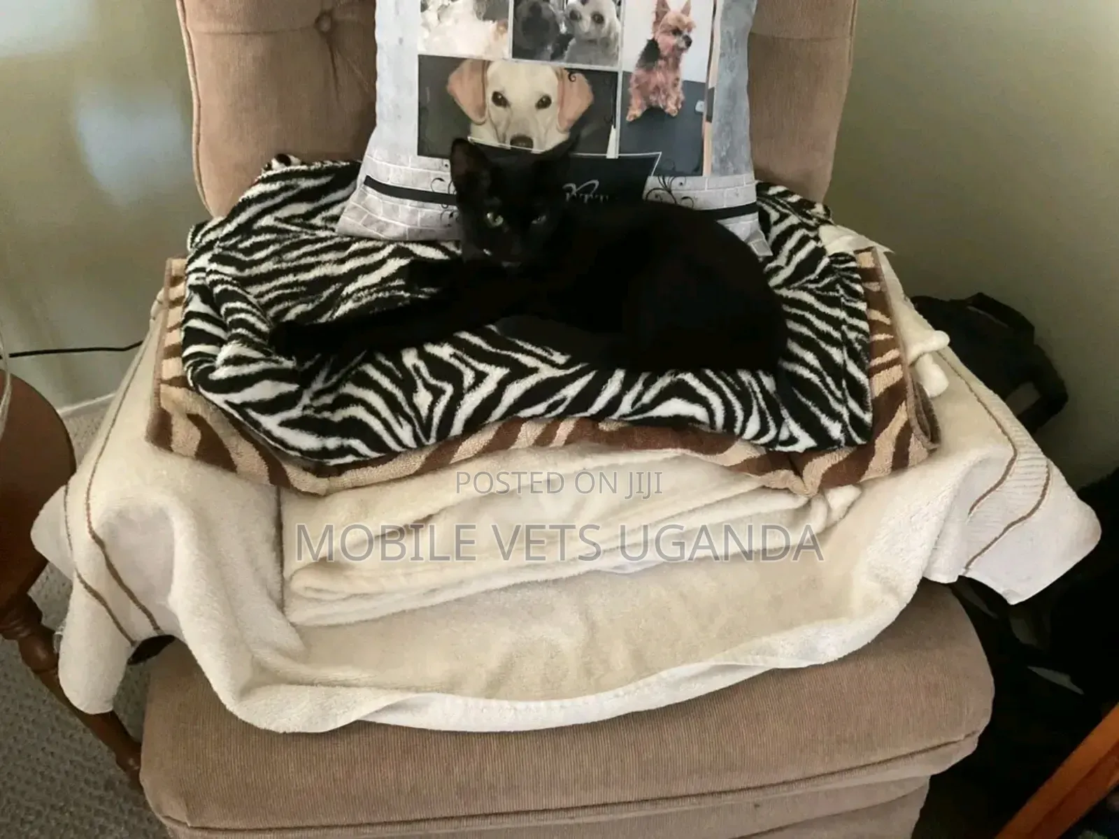 3-6 months Male Purebred Bombay