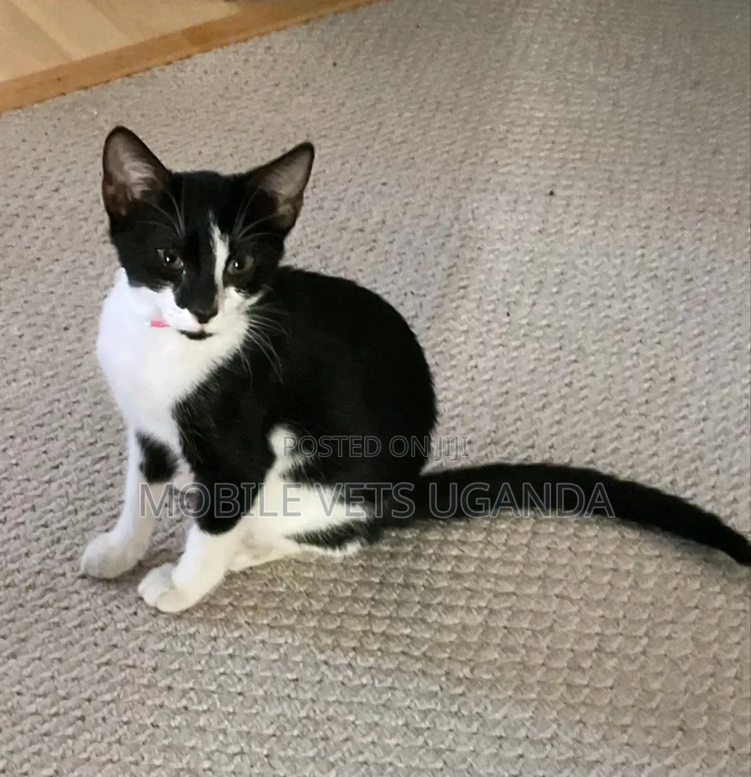 1-3 months Male Purebred Balinese