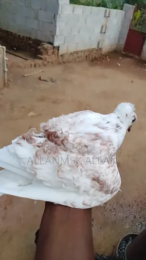 Quality Pigeons