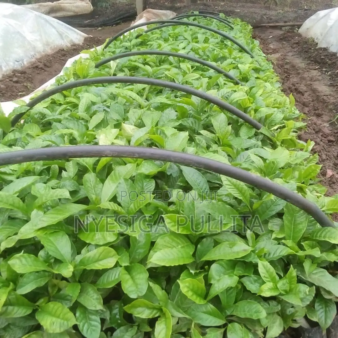 Coffe Cutting Seedlings ,