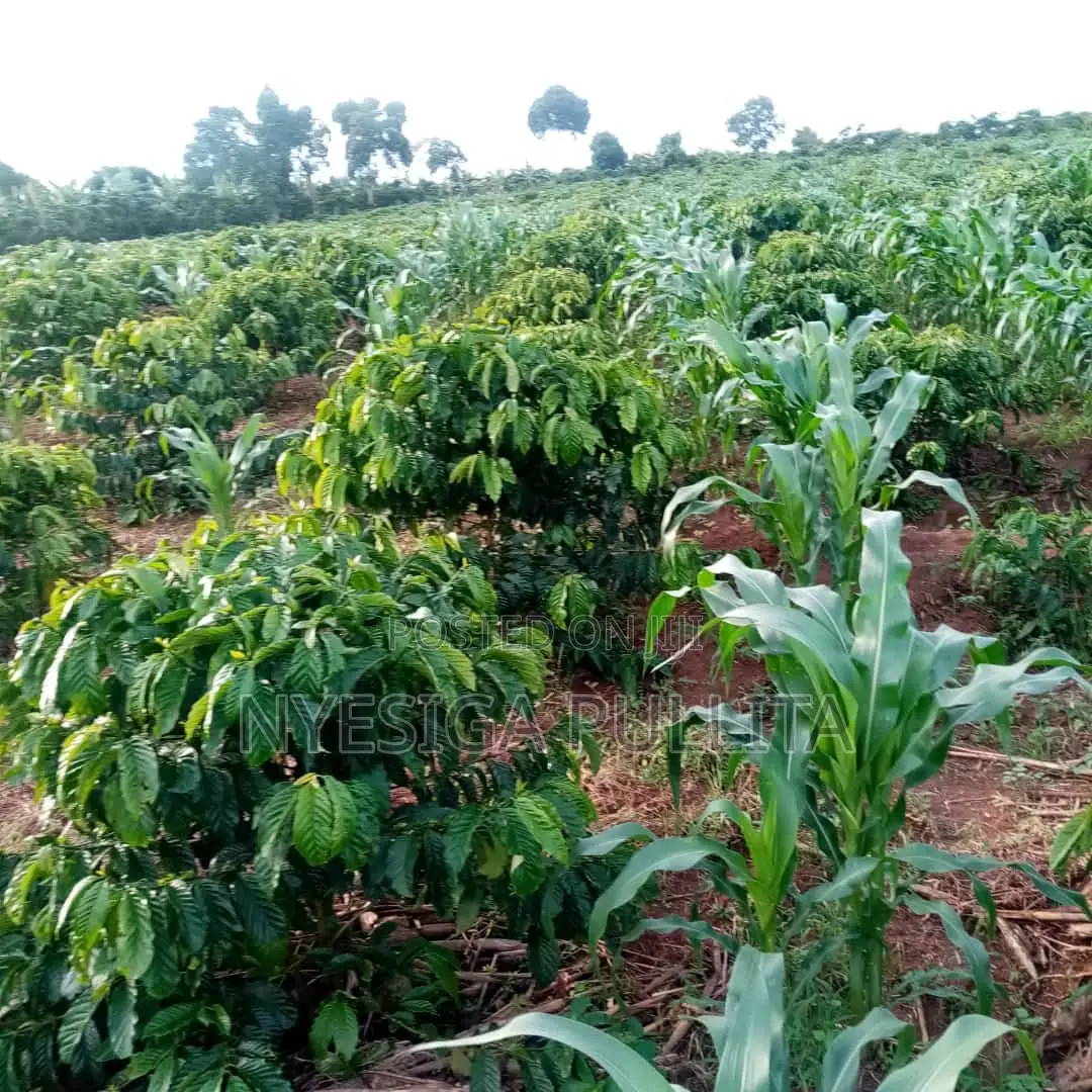 Coffe Cutting Seedlings ,