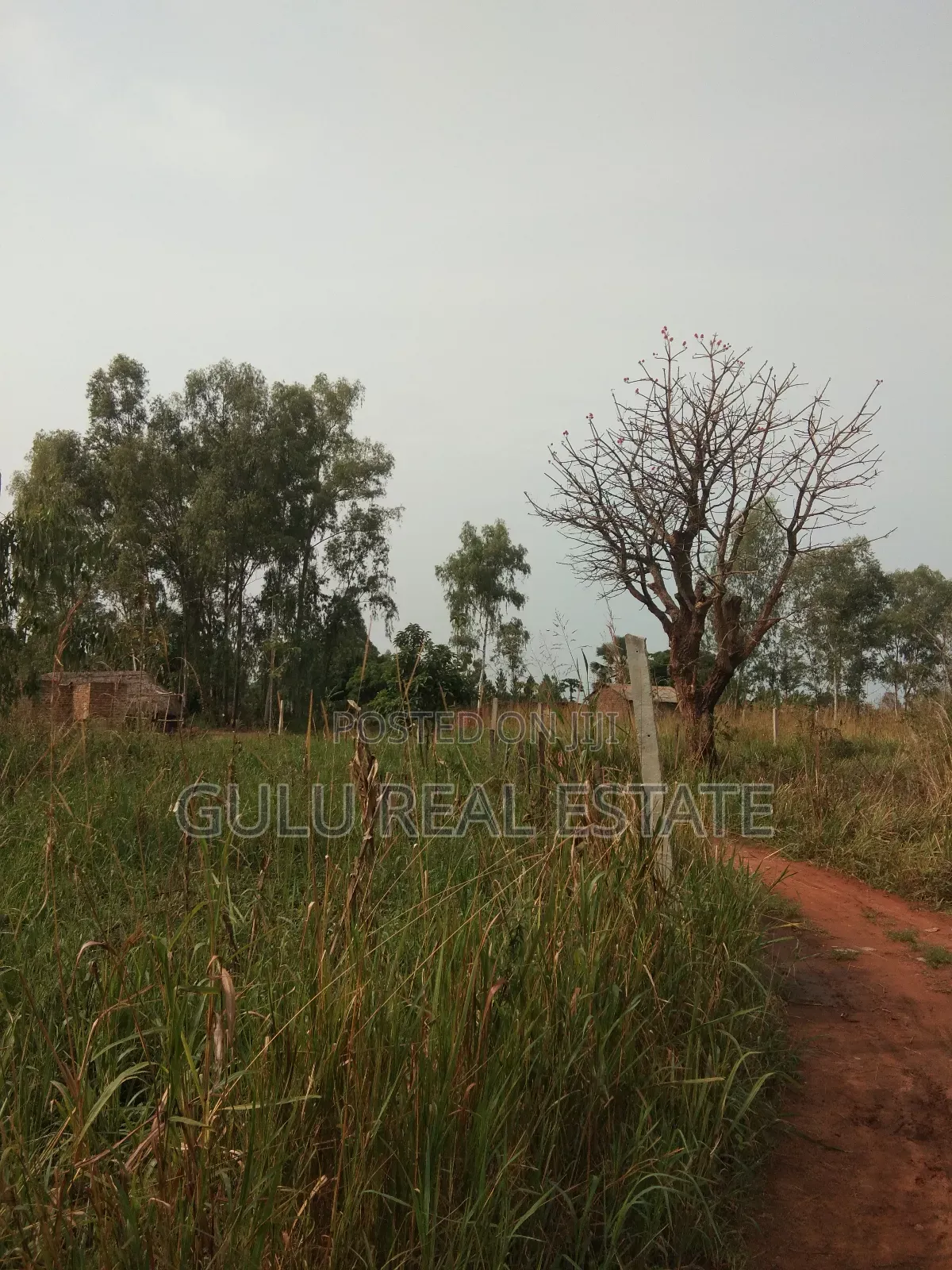 Land for Sale in Gulu Pageya
