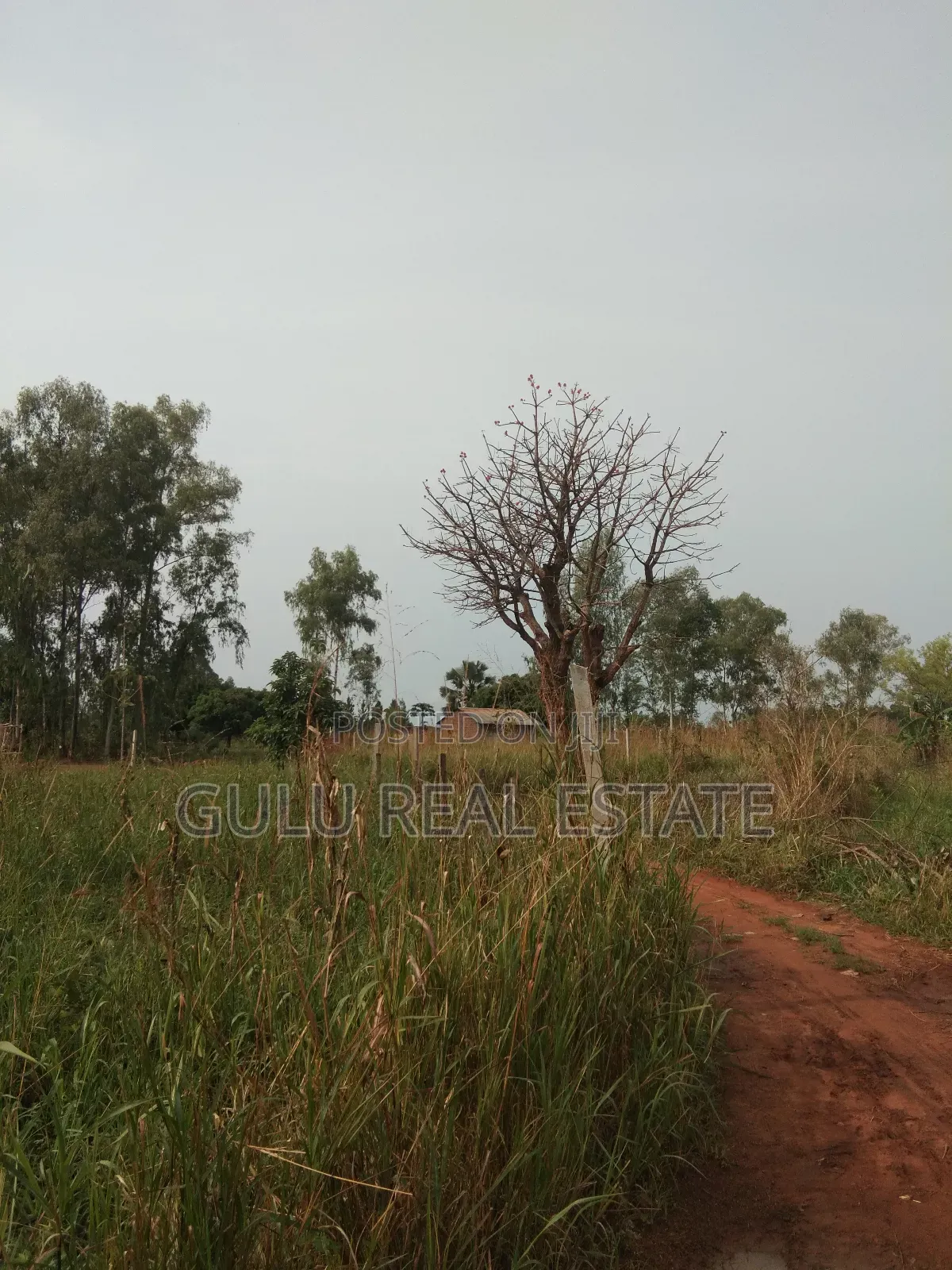 Land for Sale in Gulu Pageya