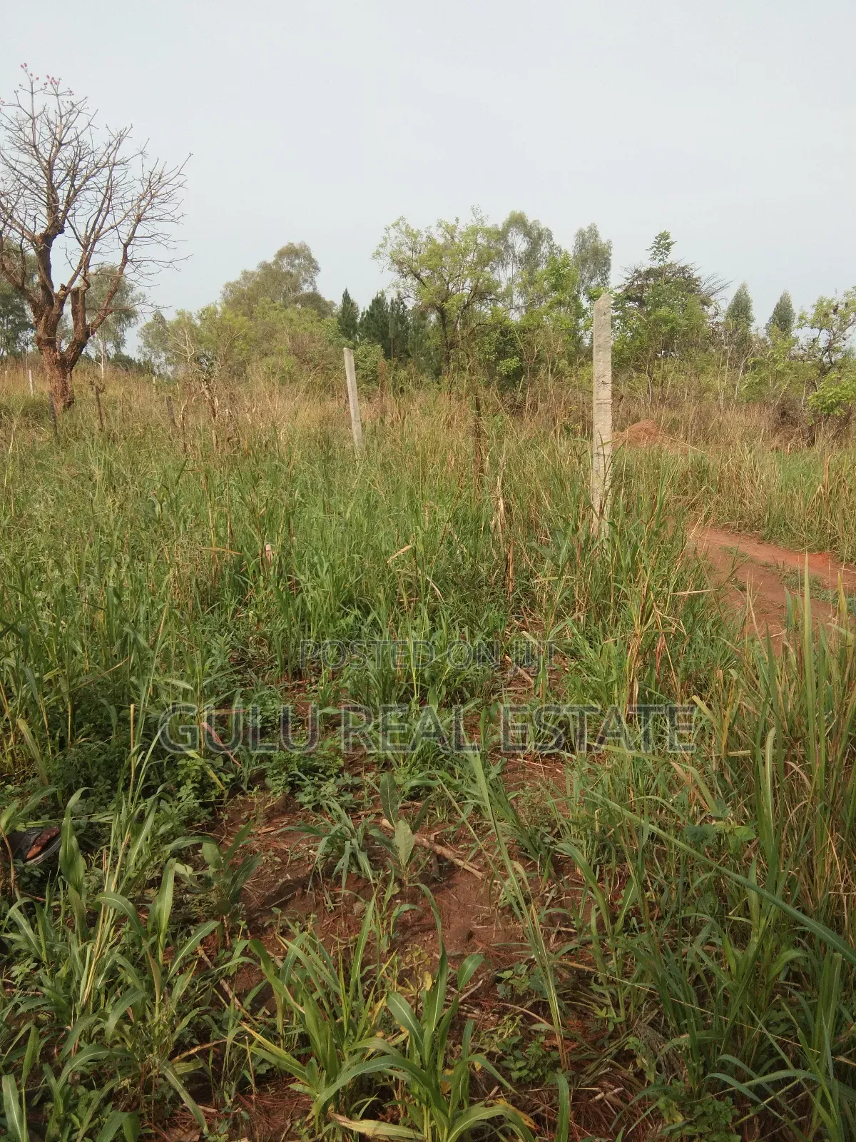 Land for Sale in Gulu Pageya