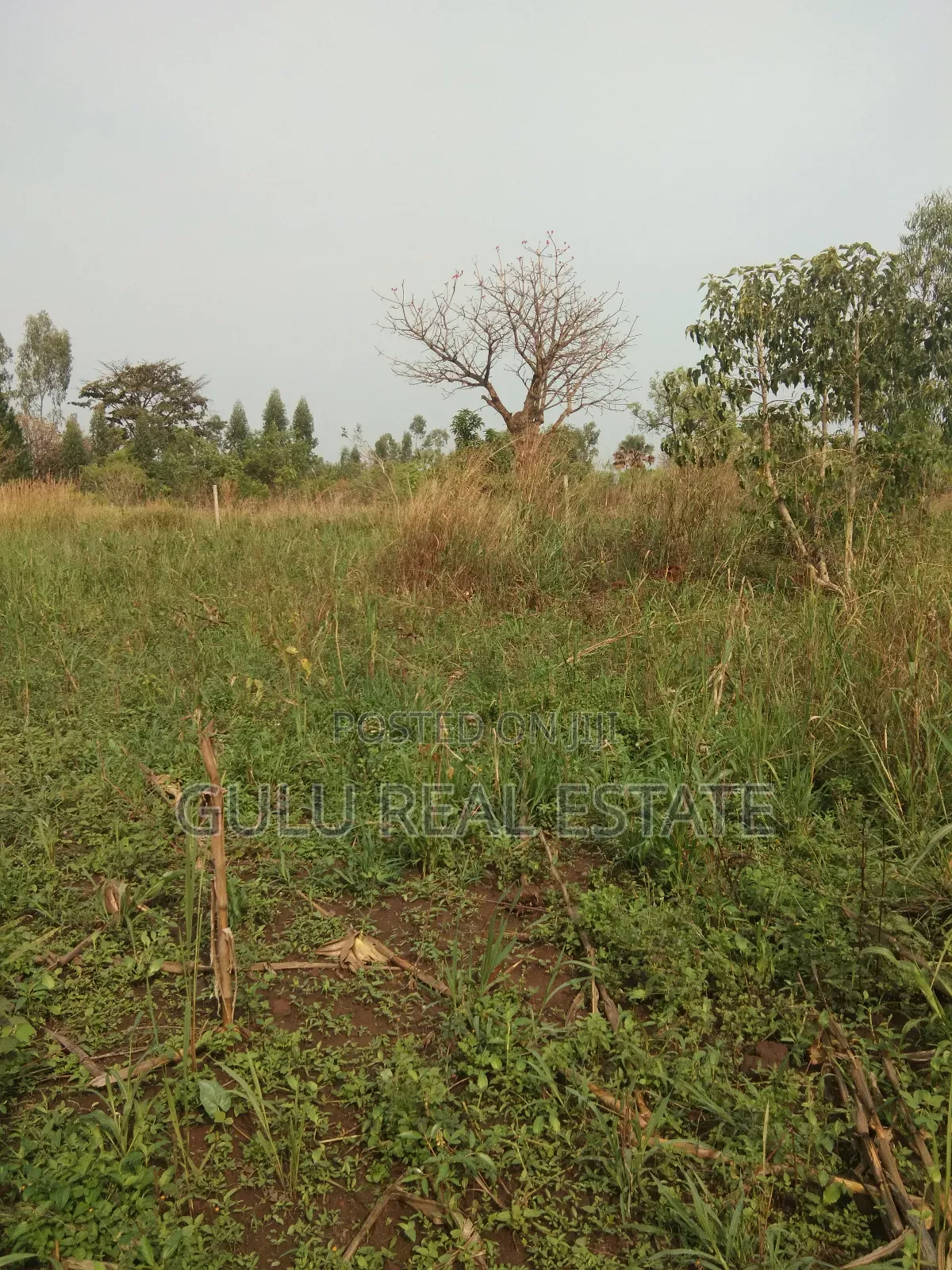 Land for Sale in Gulu Pageya