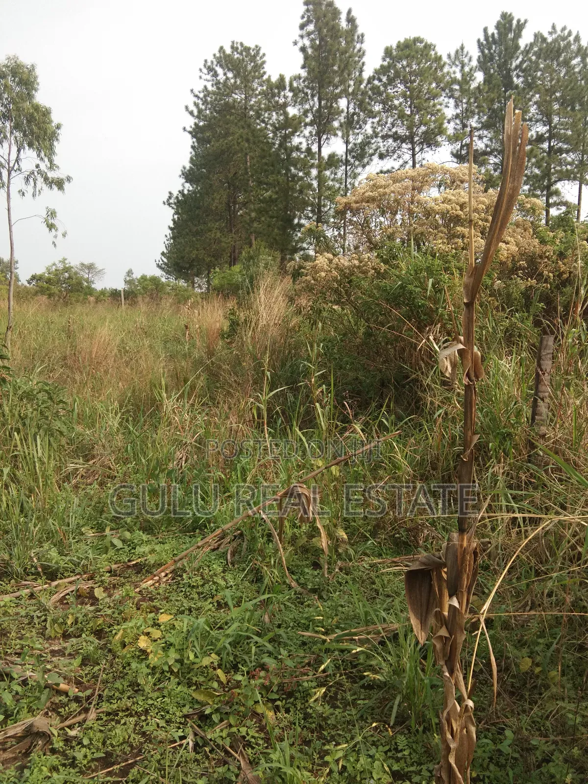 Land for Sale in Gulu Pageya